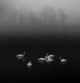 Swan lake foggy morning Poster och Canvastavla