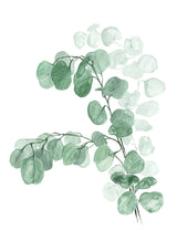 Watercolor silver dollar eucalyptus Poster och Canvastavla