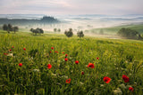 Tuscan spring Poster och Canvastavla