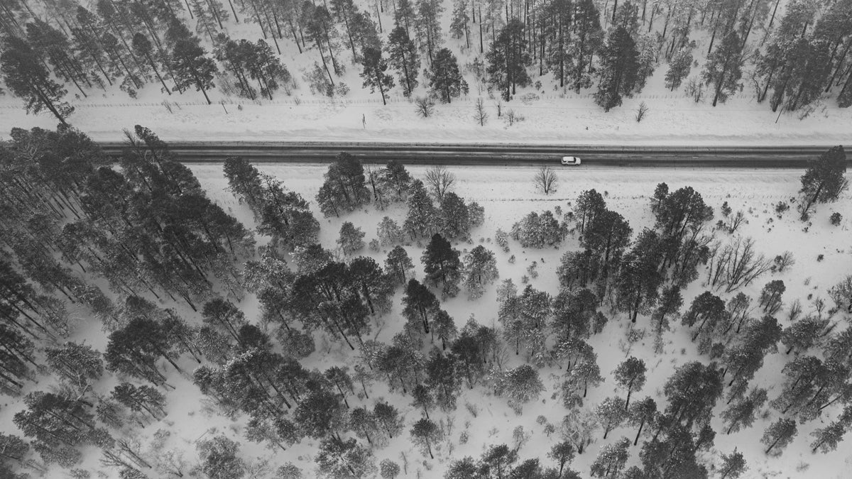 Snowing Forest Poster och Canvastavla