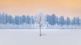 Guardian of the Angel Forest Poster och Canvastavla