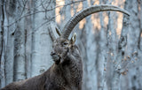 Majesty Poster och Canvastavla