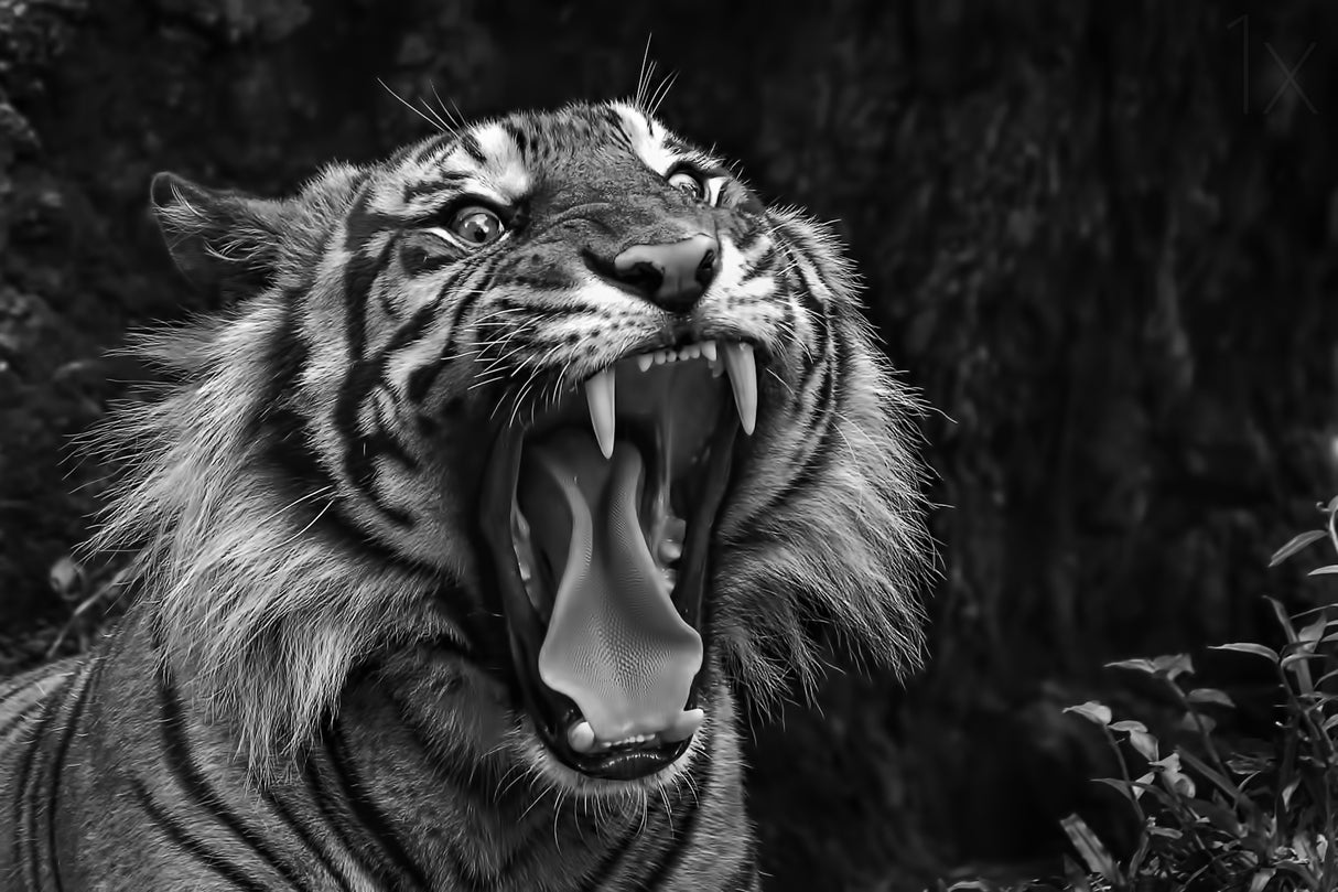 Roar Poster och Canvastavla