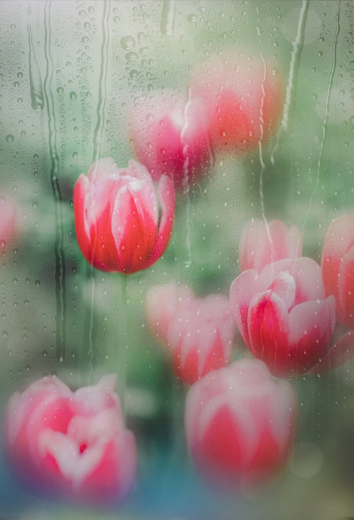 tulips, the grace Poster och Canvastavla