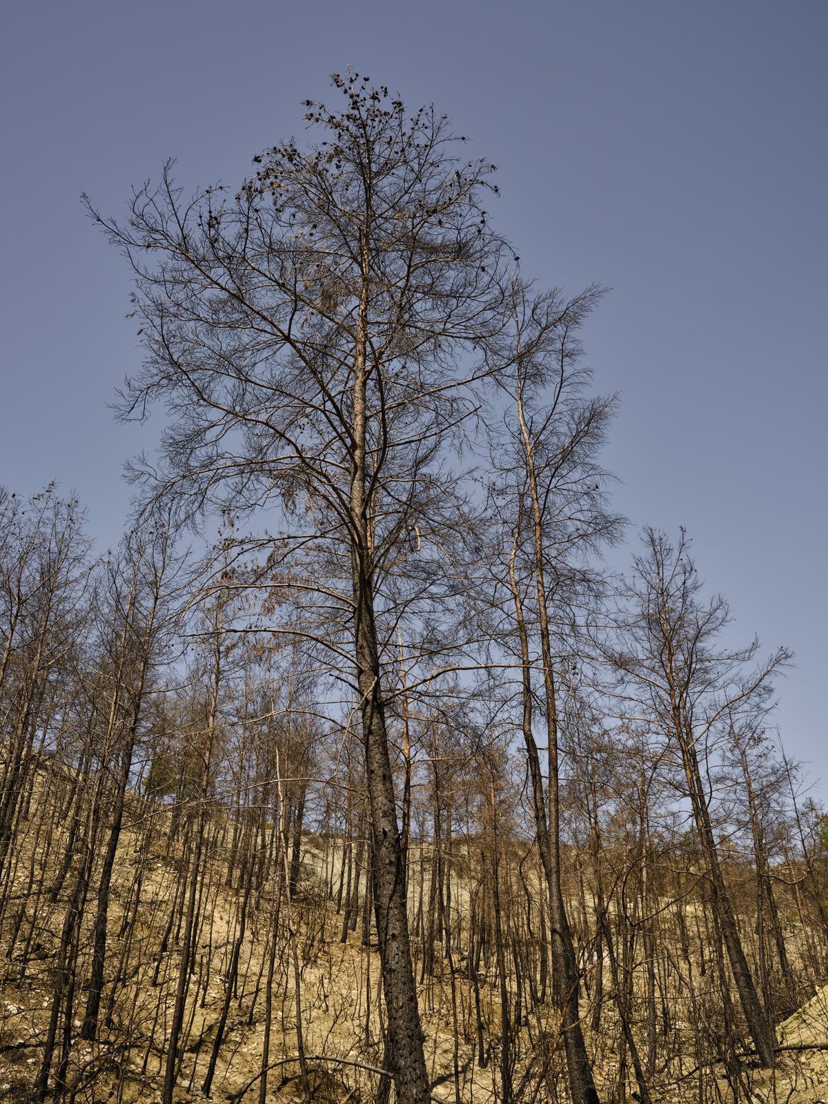 burnt trees and sky background Poster och Canvastavla