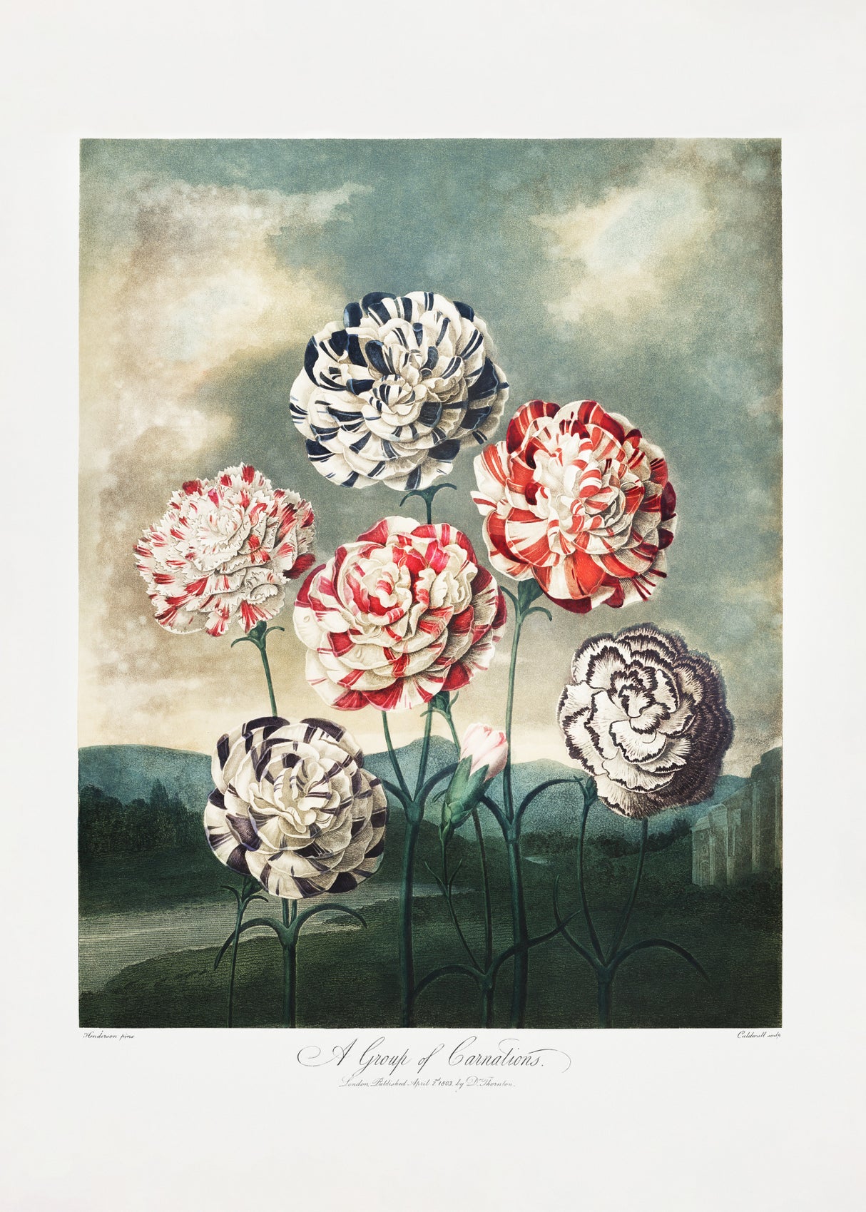 A Group of Carnations from The Temple of Flora (1807) Poster och Canvastavla