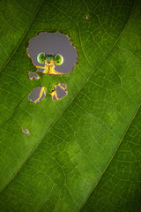 Nature frame Poster och Canvastavla