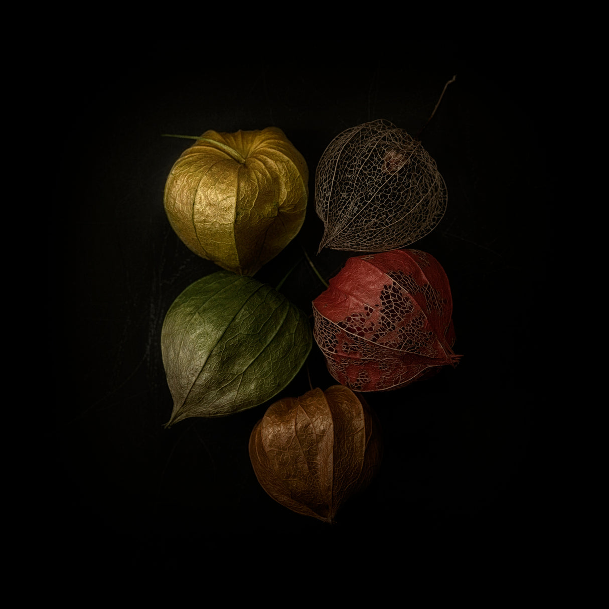 Physalis Poster och Canvastavla