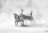 ZEBRAS Poster och Canvastavla