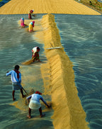 Rural life Poster och Canvastavla