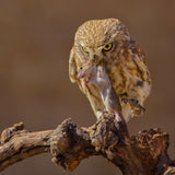 Little Owl Poster och Canvastavla