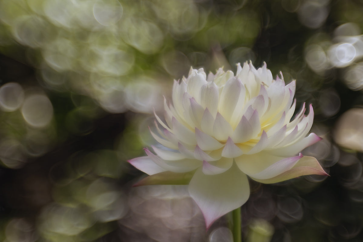 Beautiful Lotus Poster och Canvastavla