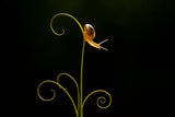 Little Snail on Leaf Poster och Canvastavla