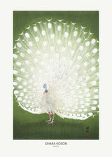 Peacock - Cropped Poster och Canvastavla