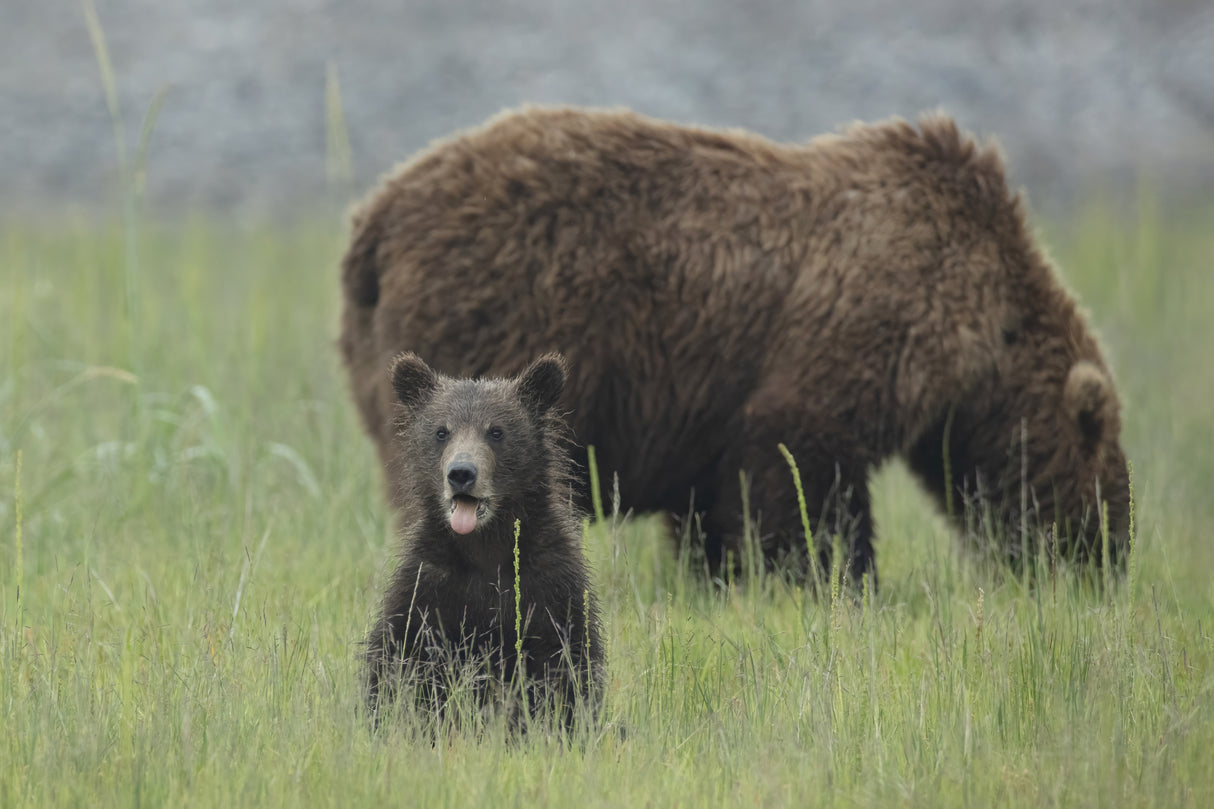 Yes, That's my Mamma Bear Poster och Canvastavla