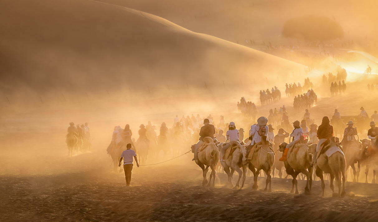 Camel Caravan Poster och Canvastavla
