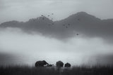 misty moments Poster och Canvastavla