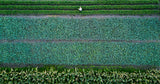 Food source Poster och Canvastavla