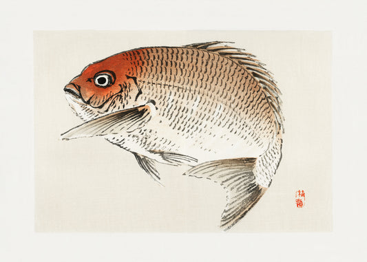 Tai (red Seabream) Fish Poster och Canvastavla