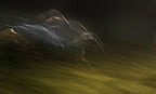 Gallop with wind Poster och Canvastavla