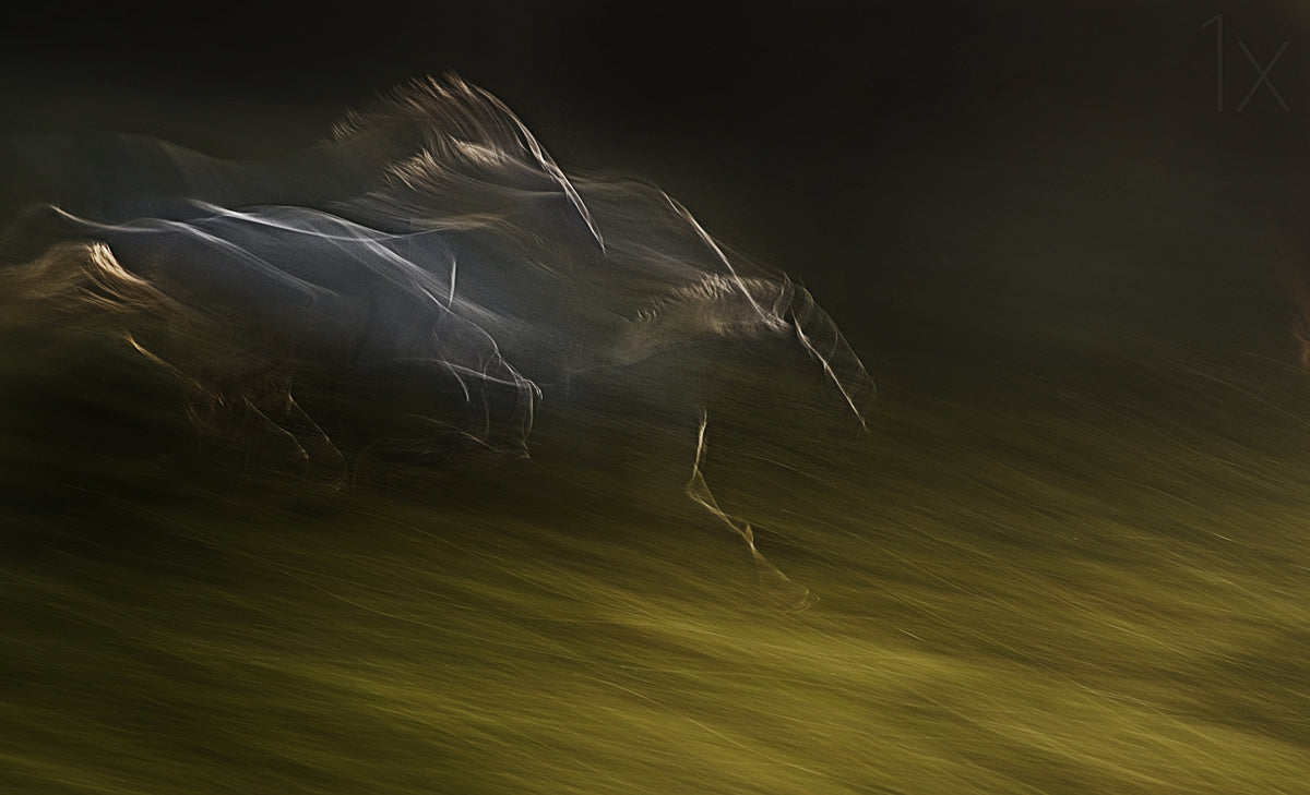Gallop with wind Poster och Canvastavla