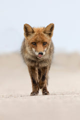 Red Fox Poster och Canvastavla