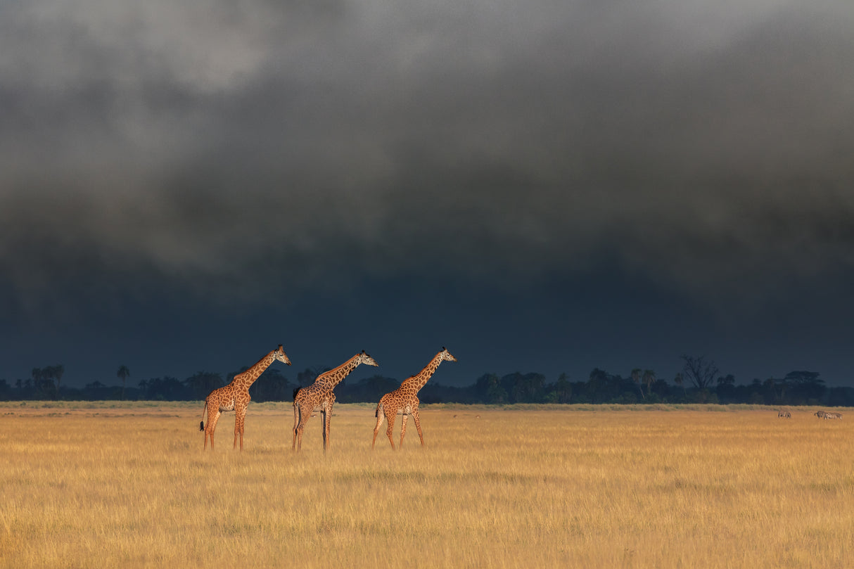 Trio Giraffes in Kenya Storm Poster och Canvastavla