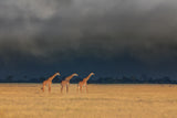 Trio Giraffes in Kenya Storm Poster och Canvastavla