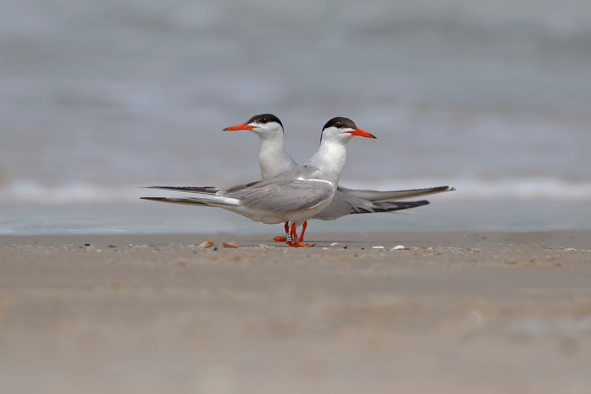 Common Tern Poster och Canvastavla