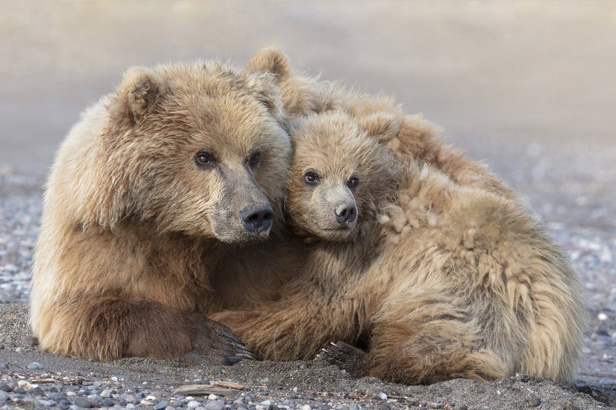 Momma Bear and Cub Aware Poster och Canvastavla