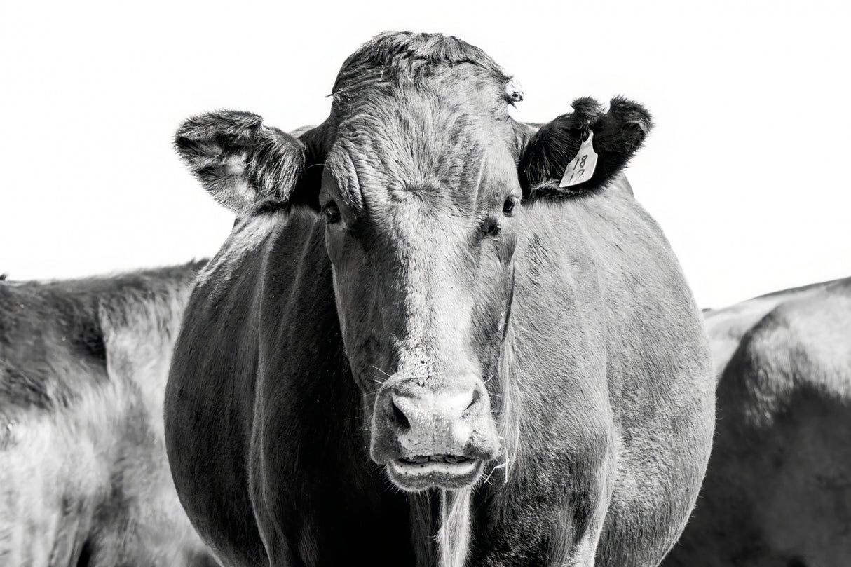 Bonsmara Cow In Black & White Poster och Canvastavla