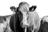 Bonsmara Cow In Black & White Poster och Canvastavla