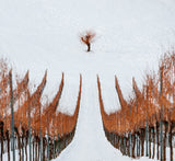 Winter Poster och Canvastavla
