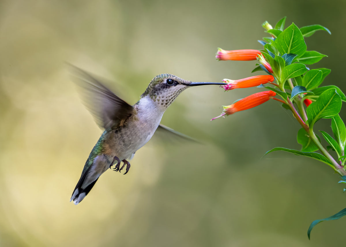 Hummingbird Poster och Canvastavla