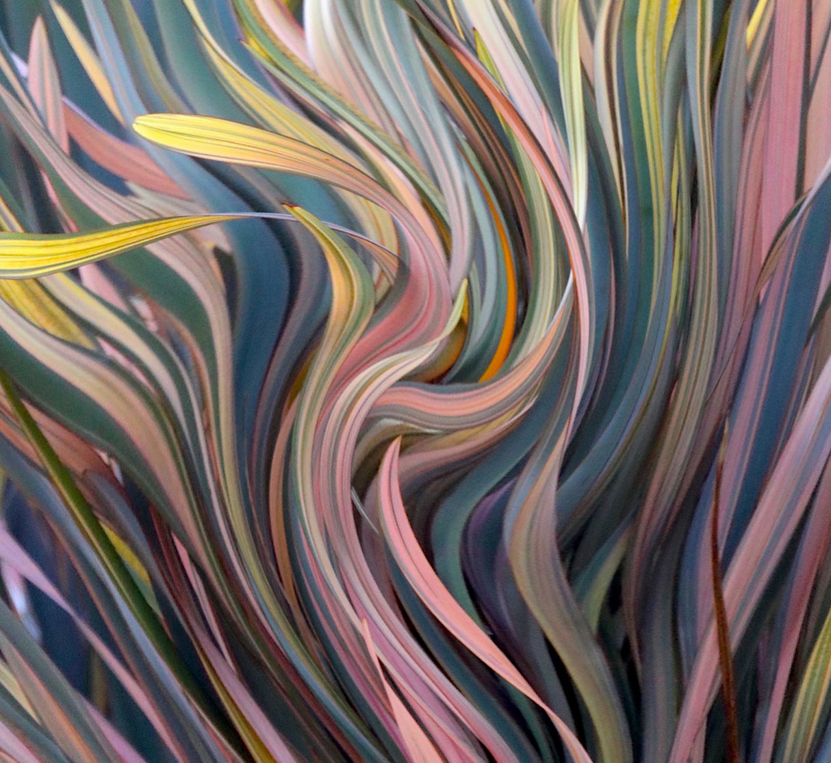 Dancing Pastels Poster och Canvastavla