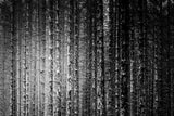 Skeleton Trees Poster och Canvastavla