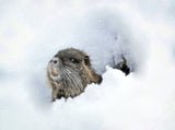 cold outside ? Poster och Canvastavla