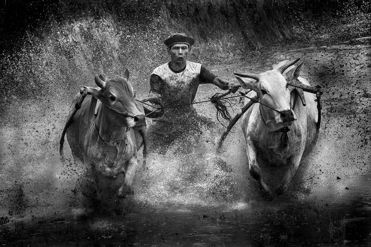 Cow Race Poster och Canvastavla