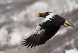 Stellar's sea eagle Poster och Canvastavla