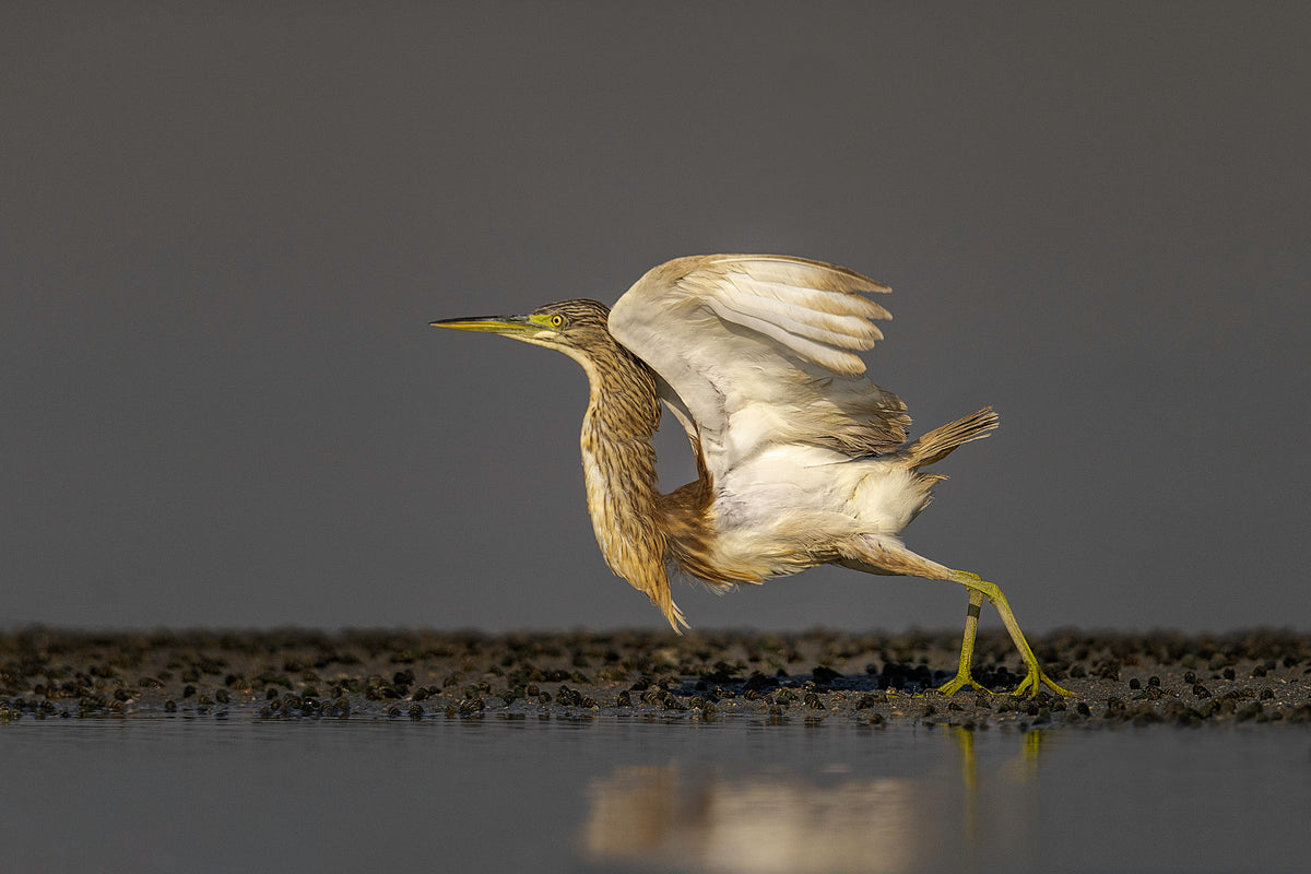 Freedom Heron Poster och Canvastavla