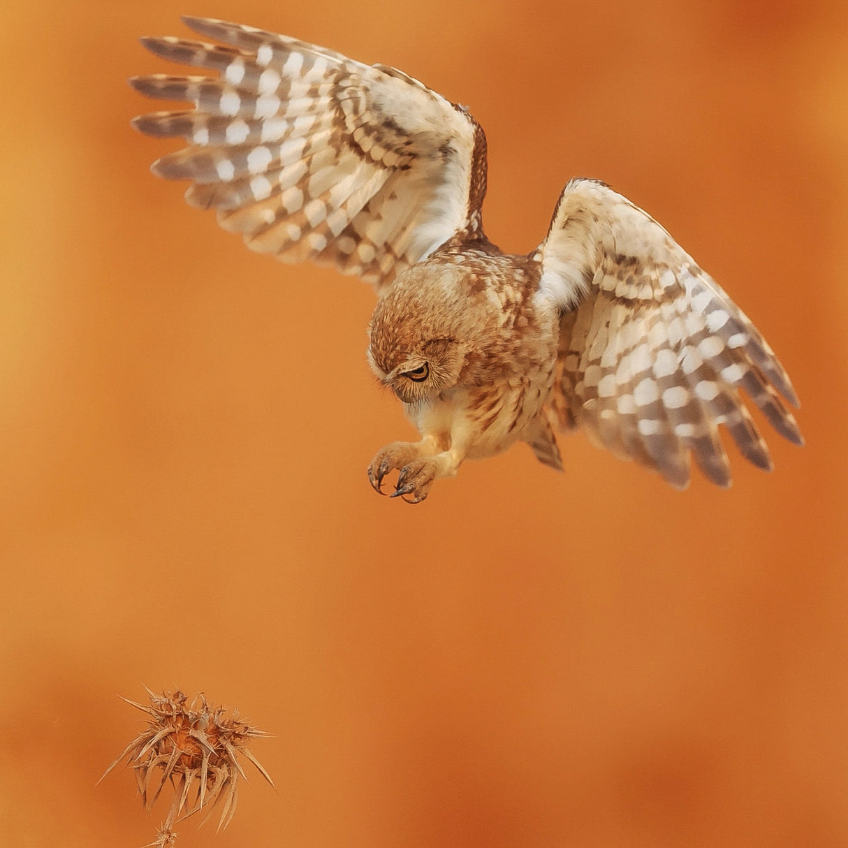 Little owl Poster och Canvastavla