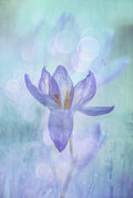 Pastel Poster och Canvastavla