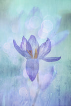 Pastel Poster och Canvastavla