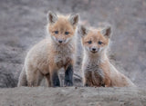 Two little foxes Poster och Canvastavla