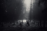 Nature's graveyard Poster och Canvastavla