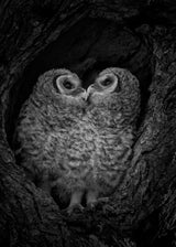 A pair of owlets Poster och Canvastavla