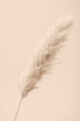 Pampas Grass Begie 14 Poster och Canvastavla