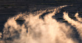 thomson gazelle in sunset Poster och Canvastavla
