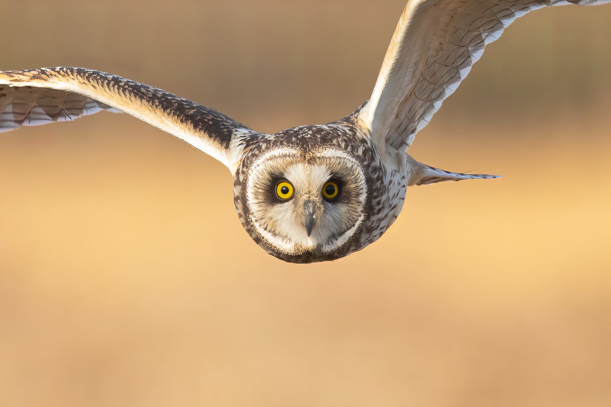 Especially close-up of Owl flight （front） Poster och Canvastavla