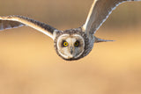 Especially close-up of Owl flight （front） Poster och Canvastavla